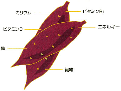 おいしさの秘密 栄養について