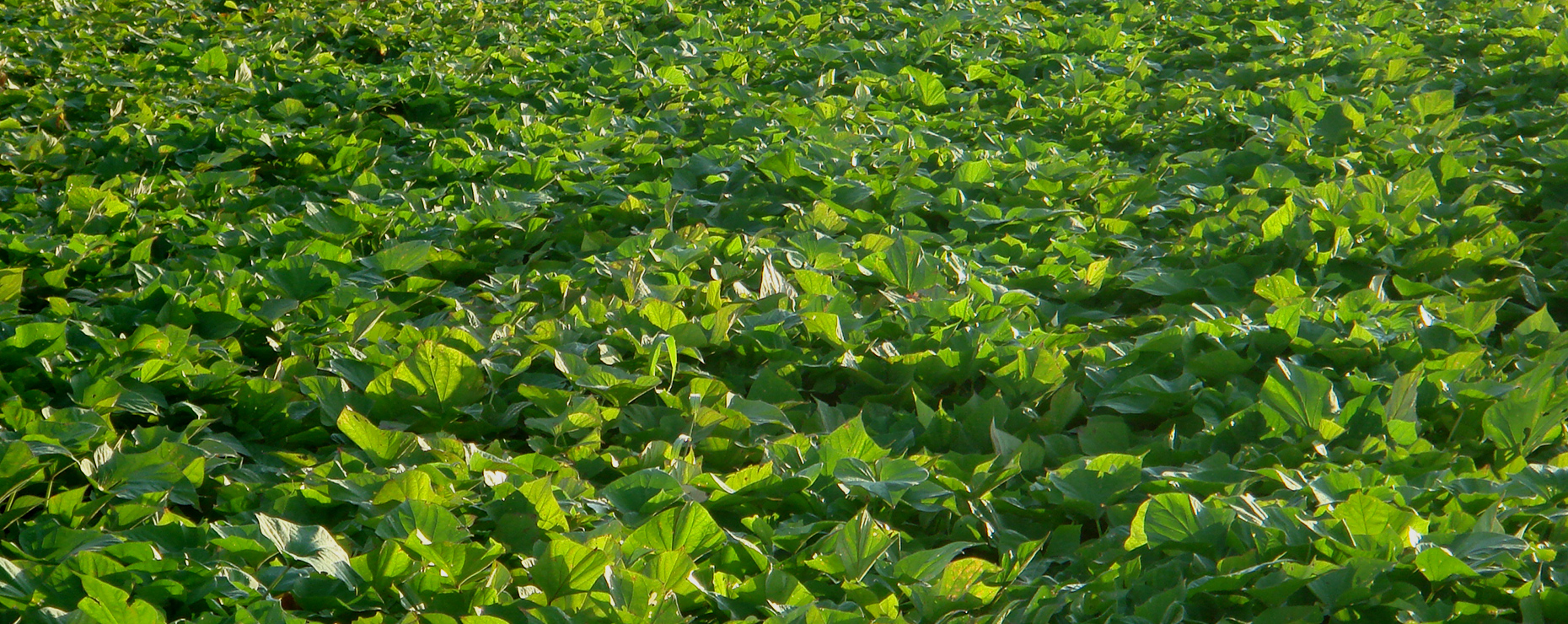 NARUTO NO IOYA Naruto Kintoki Sweets Collection