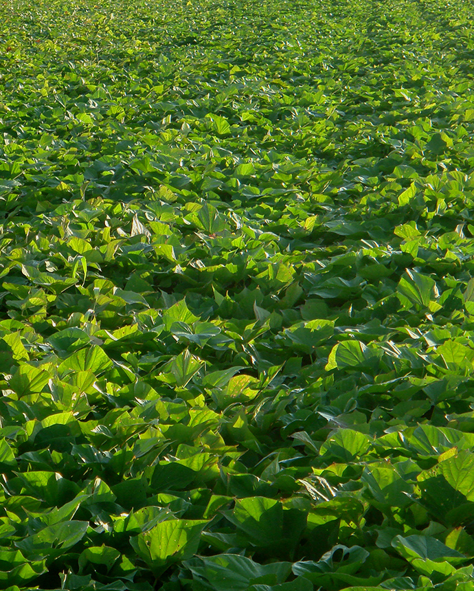 NARUTO NO IOYA Naruto Kintoki Sweets Collection